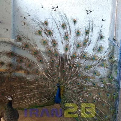 طاووس مصری (سرمه ای)
